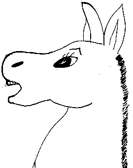 donkey